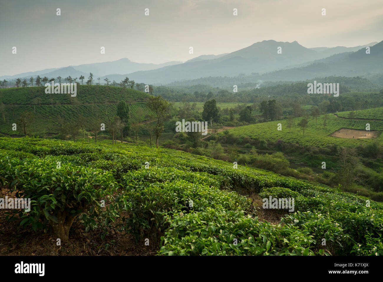 Tea estates in Wayanad district in Kerala, India, have replaced dense natural forests. Stock Photo