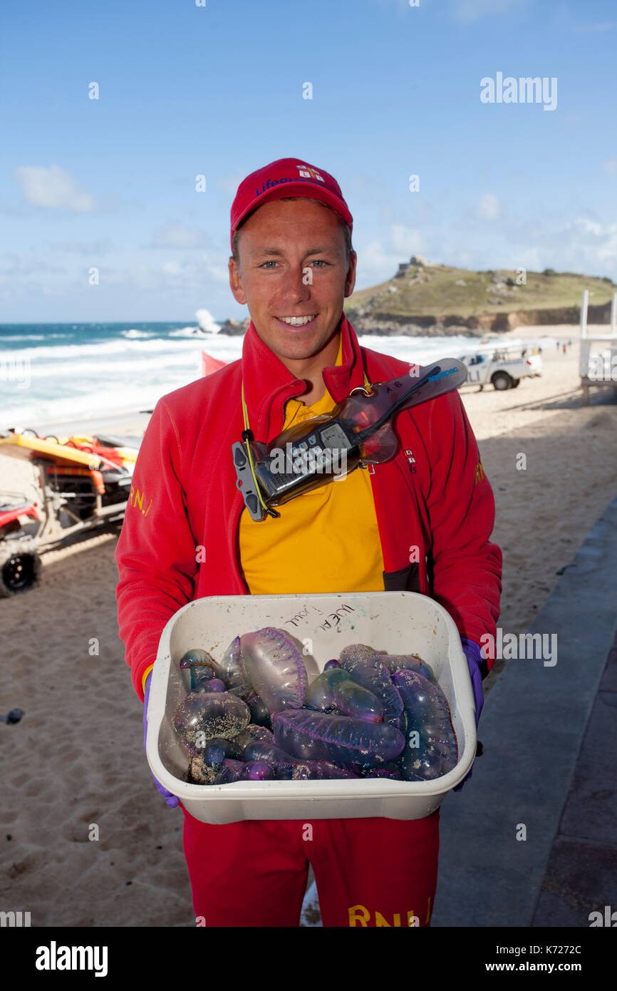 St Ives, Cornwall, UK. 14th Sept 2017. Lifeguard Adam Bayfield with some of the Portuguese men O'War cleared off Porthmeor beach.  With a potentially fatal sting, the creatures were washed up by gales from the recent storm Aileen. The beach was closed for some time today.  Credit:  Mike Newman / Alamy Live News Stock Photo