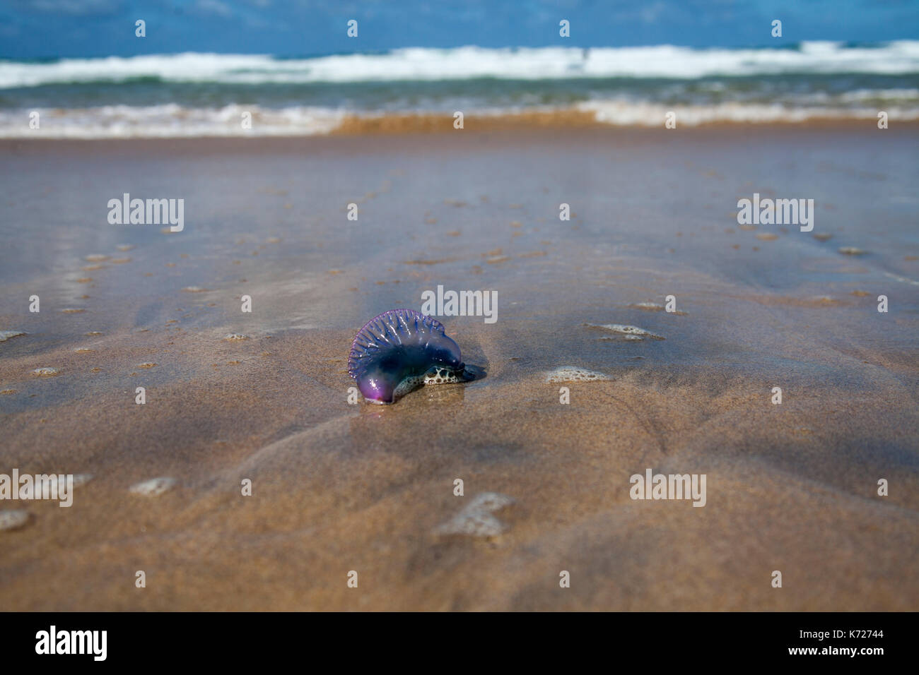 Gwithian beach, Cornwall, UK. 14th Sept 2017. Portuguese Men O'War, which have a potentially fatal sting, were washed up by gales from the recent storm Aileen.   Credit:  Mike Newman / Alamy Live News Stock Photo