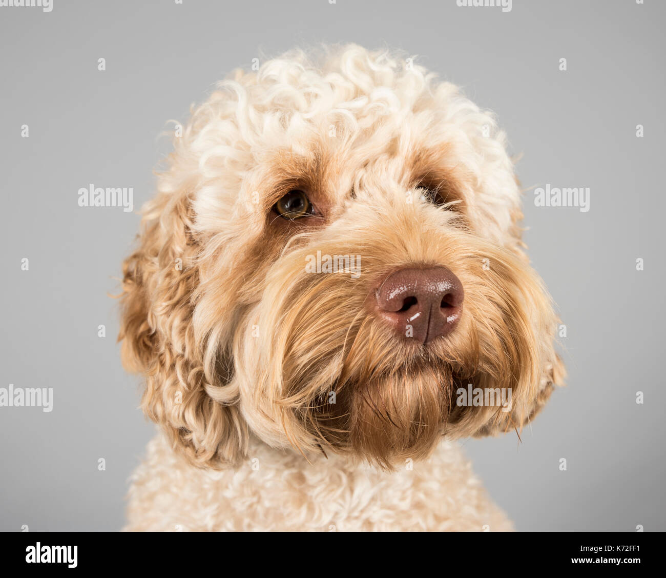 Portrait of an Australian labradoodle dog in the UK Stock Photo -