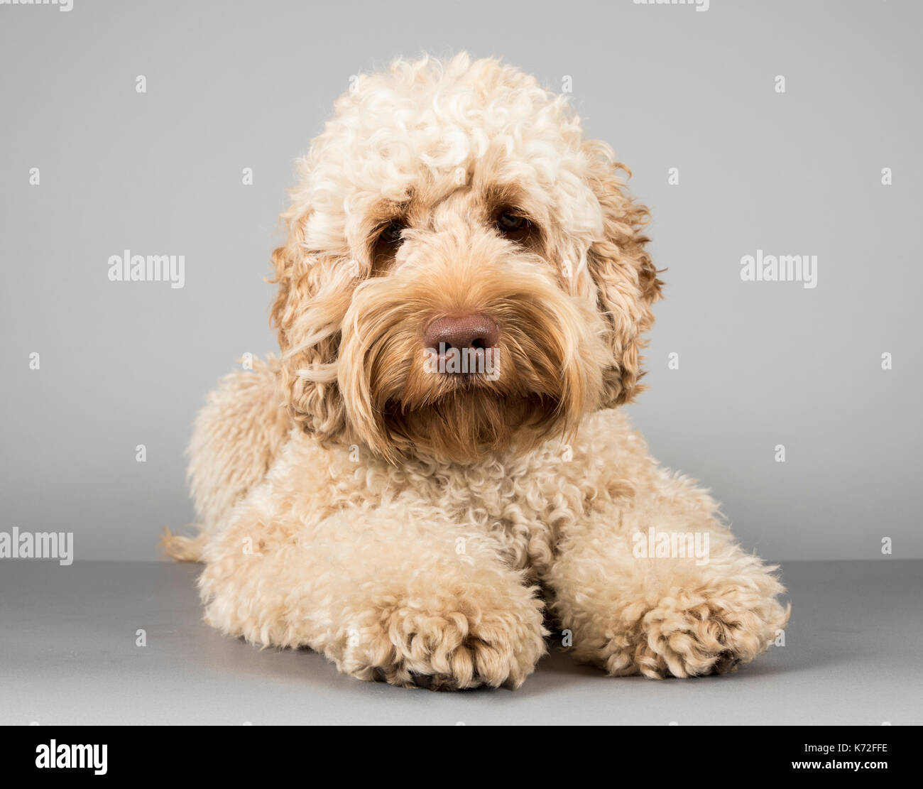 Australian Labradoodle photographed in the UK Stock Photo Alamy
