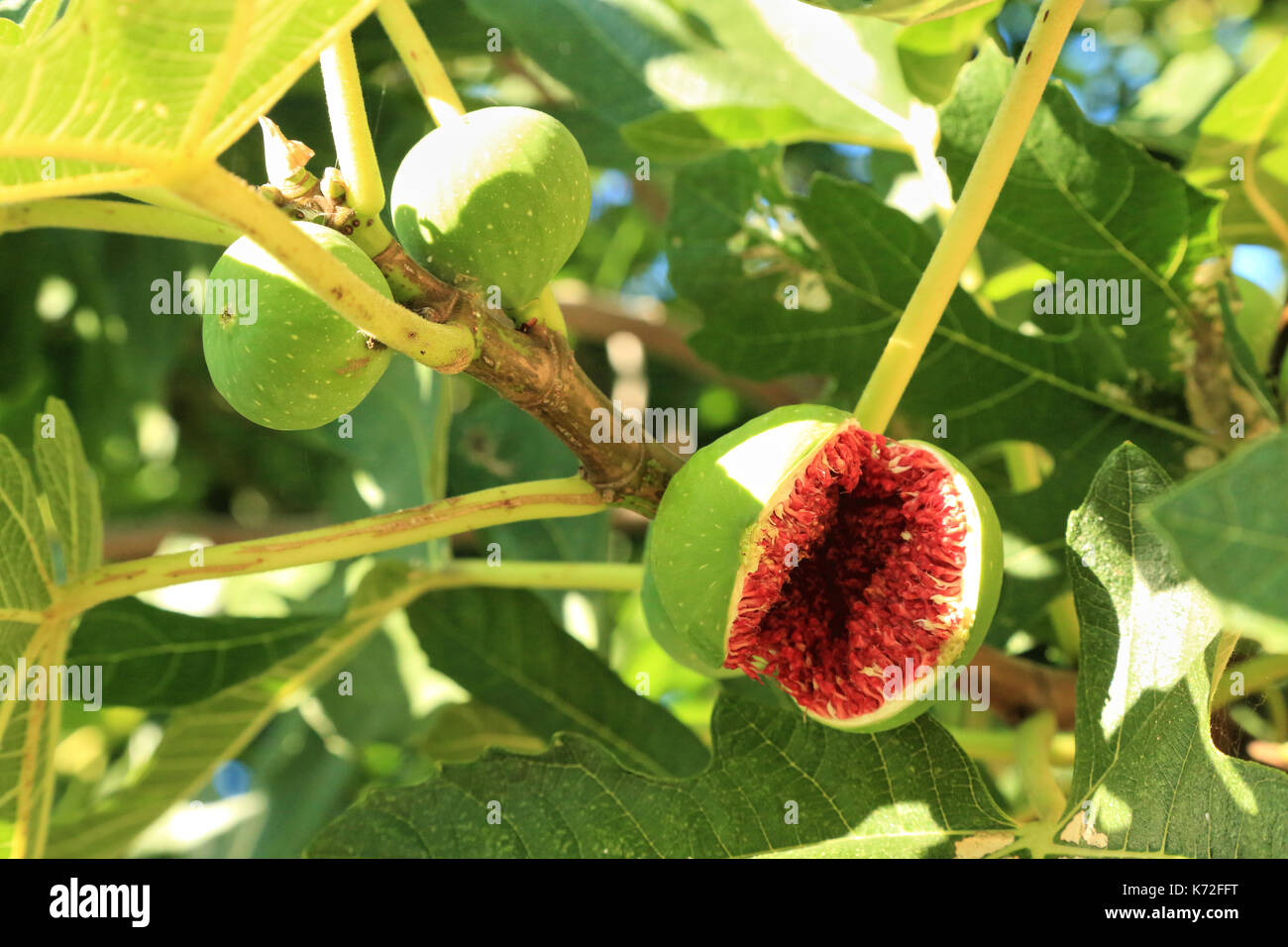 Open fig fruit in fig tree branch Stock Photo