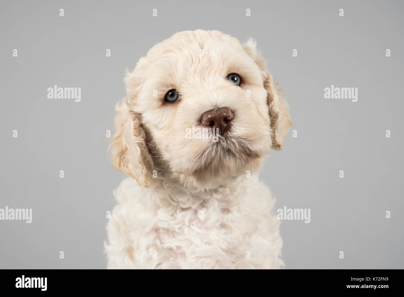 Australian Labradoodle Puppy High Resolution Stock Photography And Images Alamy