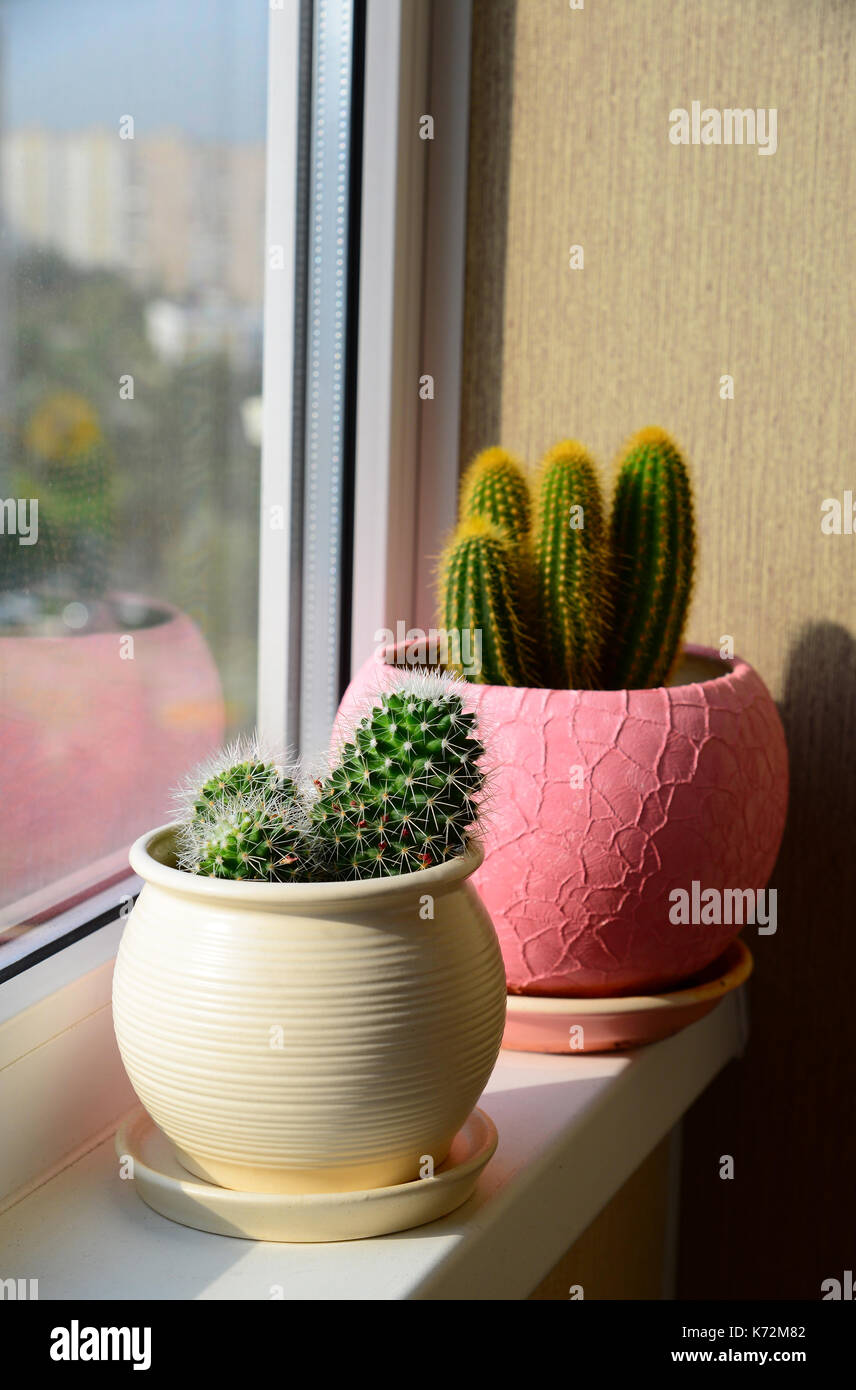 Two cactuses stand on windowsill Stock Photo