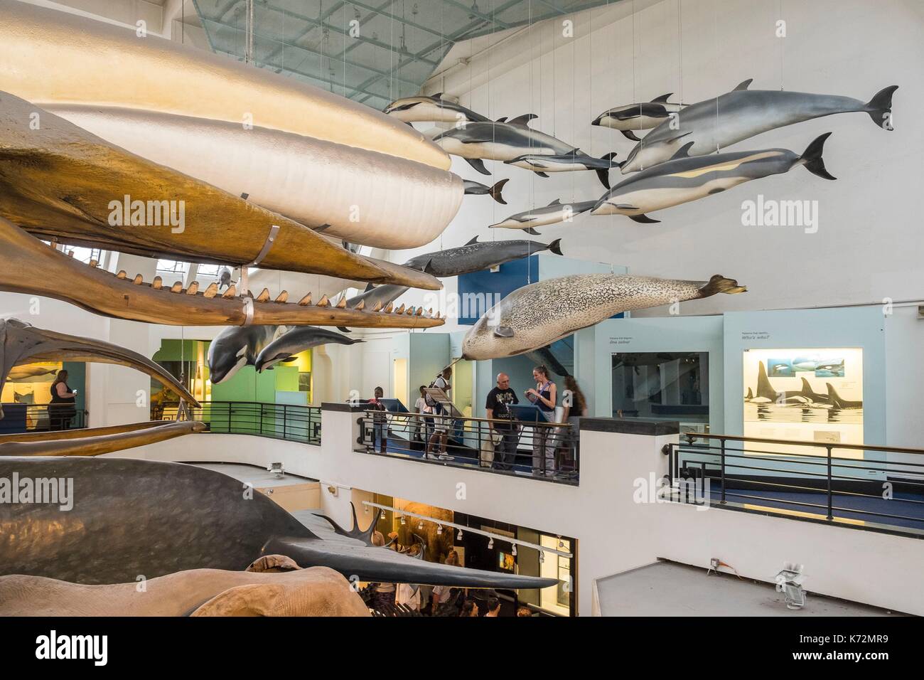 United Kingdom, London, Natural History Museum, blue zone, Mammals