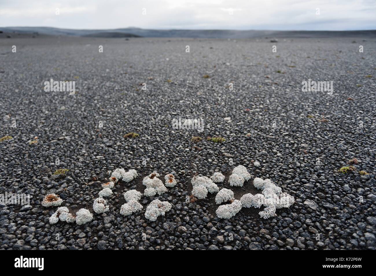Iceland, North East Iceland, Sprengisandur, Moss (Cetraria islandica) on the largest stone desert in Europe Stock Photo