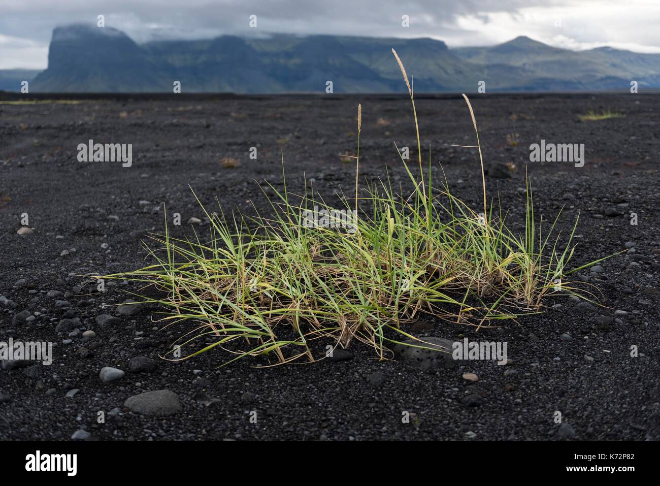Iceland, South Iceland, grass in the sand (Leymus arenarius), Lomagnupur mountain in the background Stock Photo