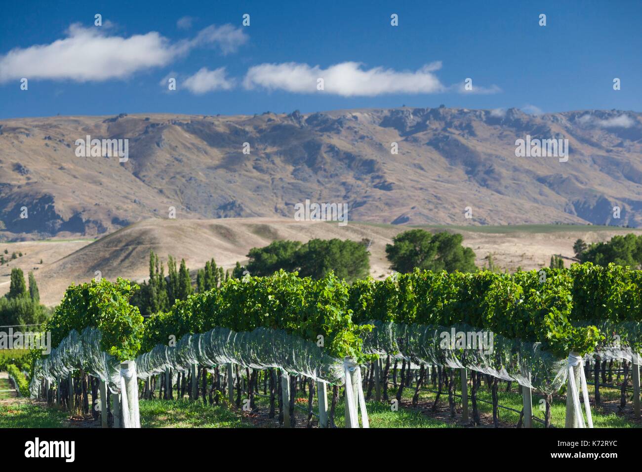 New Zealand, South Island, Otago, Cromwell, vineyard Stock Photo