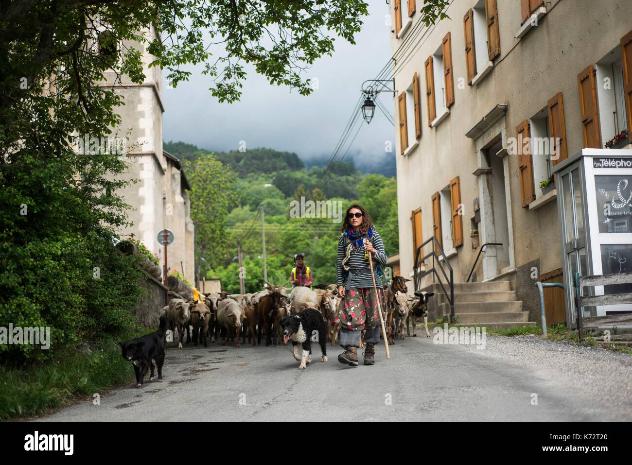 France Hautes Alpes, Chateauroux les Alpes, Ecrins national Park, Durance valley, transhumance on foot, through the village Stock Photo