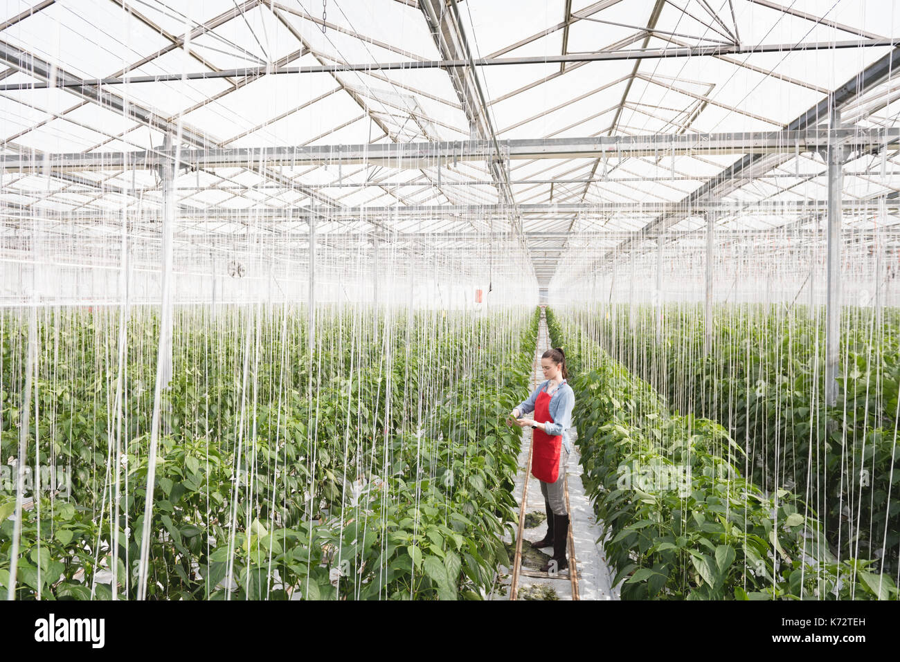 Woman examining a plant in green house Stock Photo