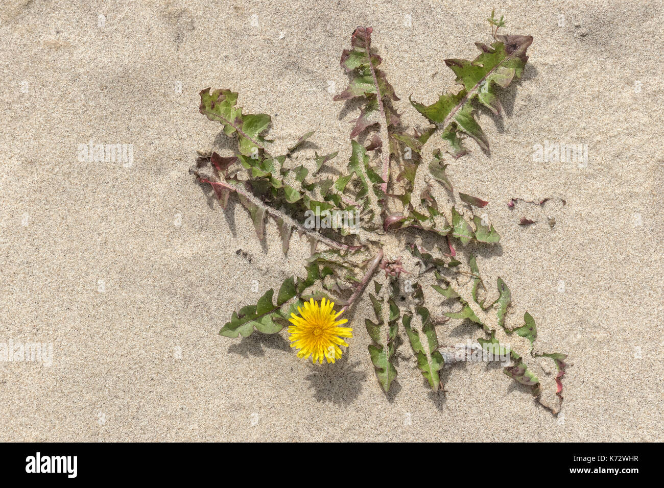 Flowering common dandelion hi-res stock photography and images - Alamy