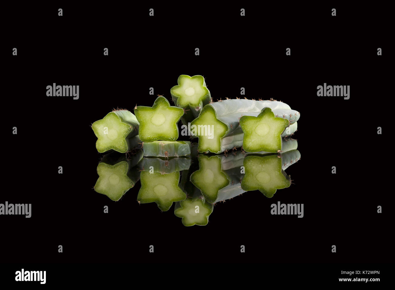 small cactus plants types Landscaping Plant Indoor Plants Mini Cactus – Bastana Online Gardens main image 1