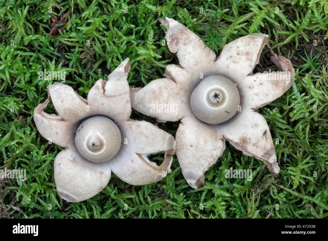 Collared Earthstar - Geastrum triplex Stock Photo - Alamy