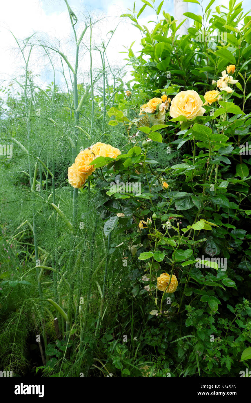 Yellow shrub roses "Graham Thomas" growing in a mixed perennial border