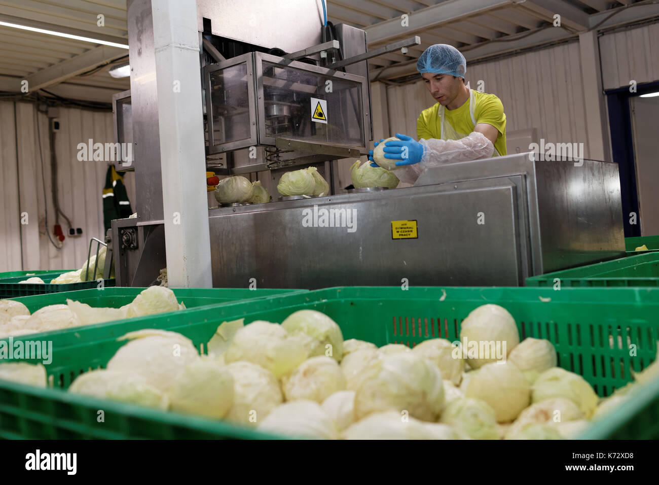 St. Petersburg, Russia - February 28, 2017: Worker of food processing company puts cabbages to the destalker. The Factory of Homemade Pickles particip Stock Photo
