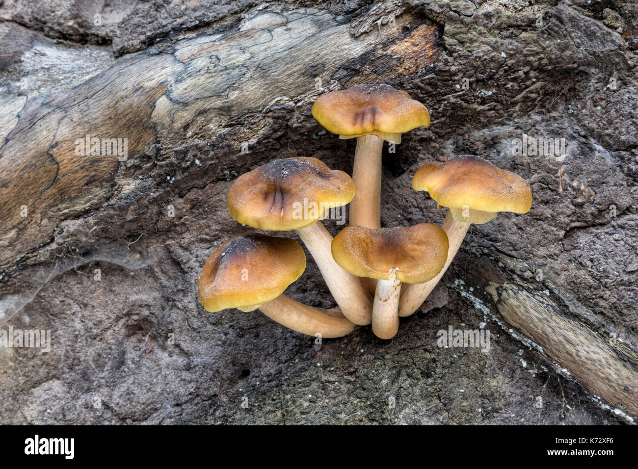 Honey Fungus - Armillaria mellea Stock Photo