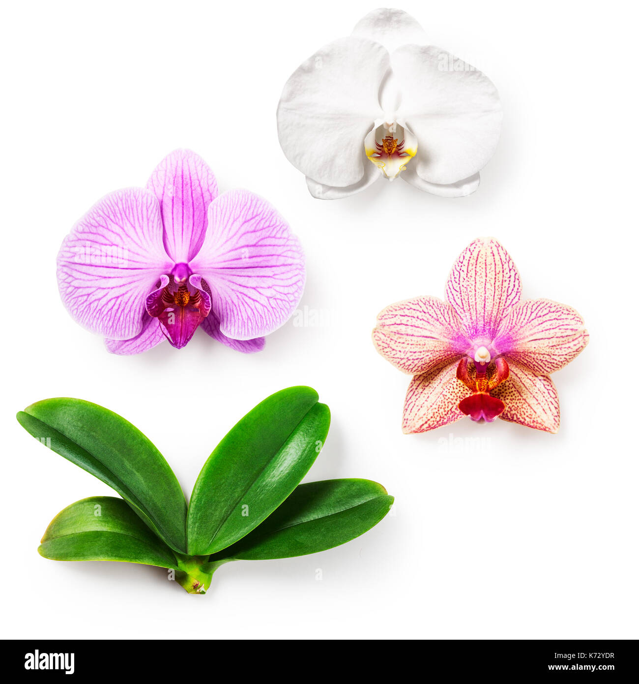 Orchid flower collection Cut Out Stock Images & Pictures - Page 3 - Alamy