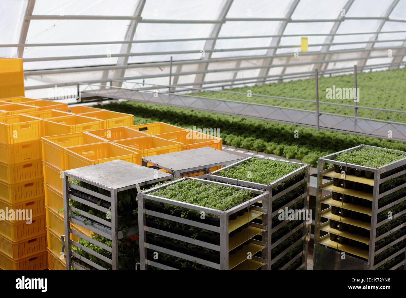 St. Petersburg, Russia March 31, 2017 Growing vegetables in the