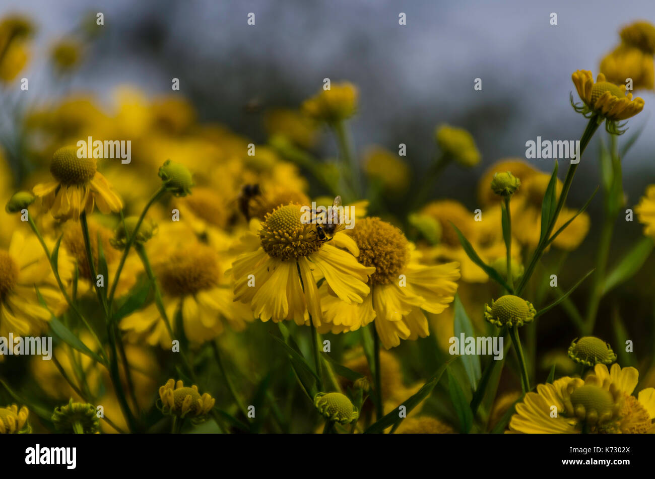 Garden of wild flowers hi-res stock photography and images - Alamy