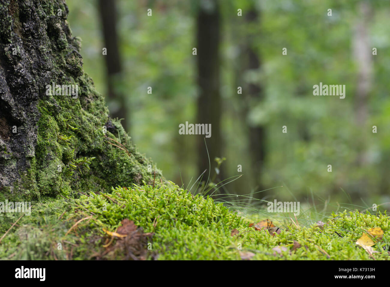 fall forest background with moss, leaves and tree trunk copy space Stock Photo