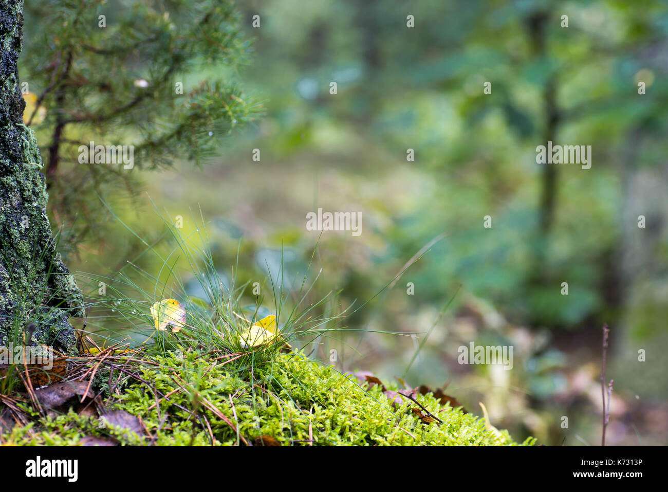 fall forest background with moss, leaves and tree trunk copy space Stock Photo