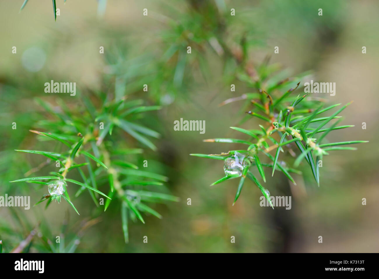 closeup to water drops on juniper twig selective focus Stock Photo