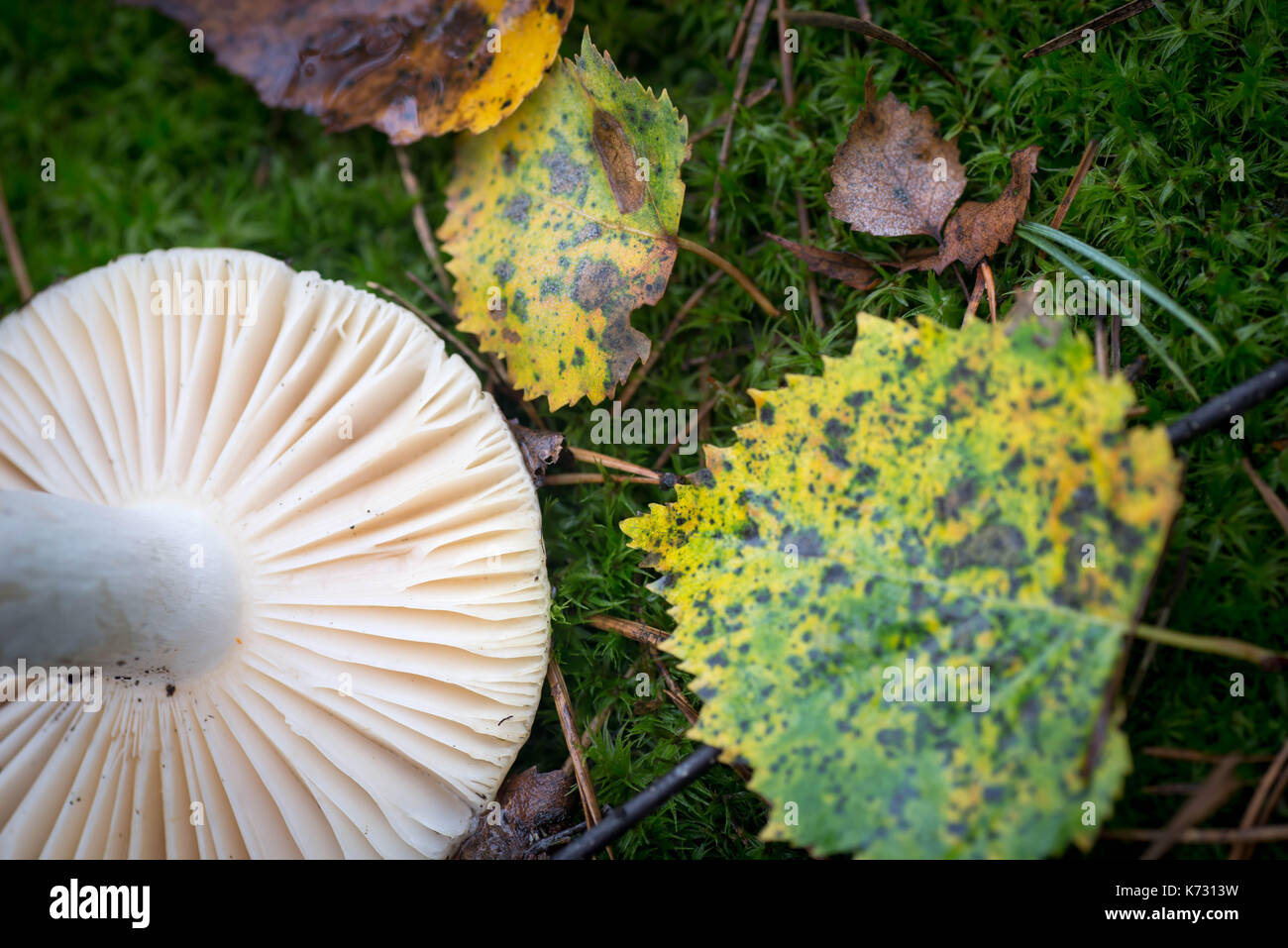 russula mushroom and fall leaves  in moss closeup selective focus Stock Photo