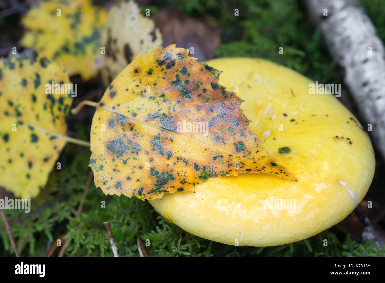 russula mushroom and fall leaves  in moss closeup selective focus Stock Photo