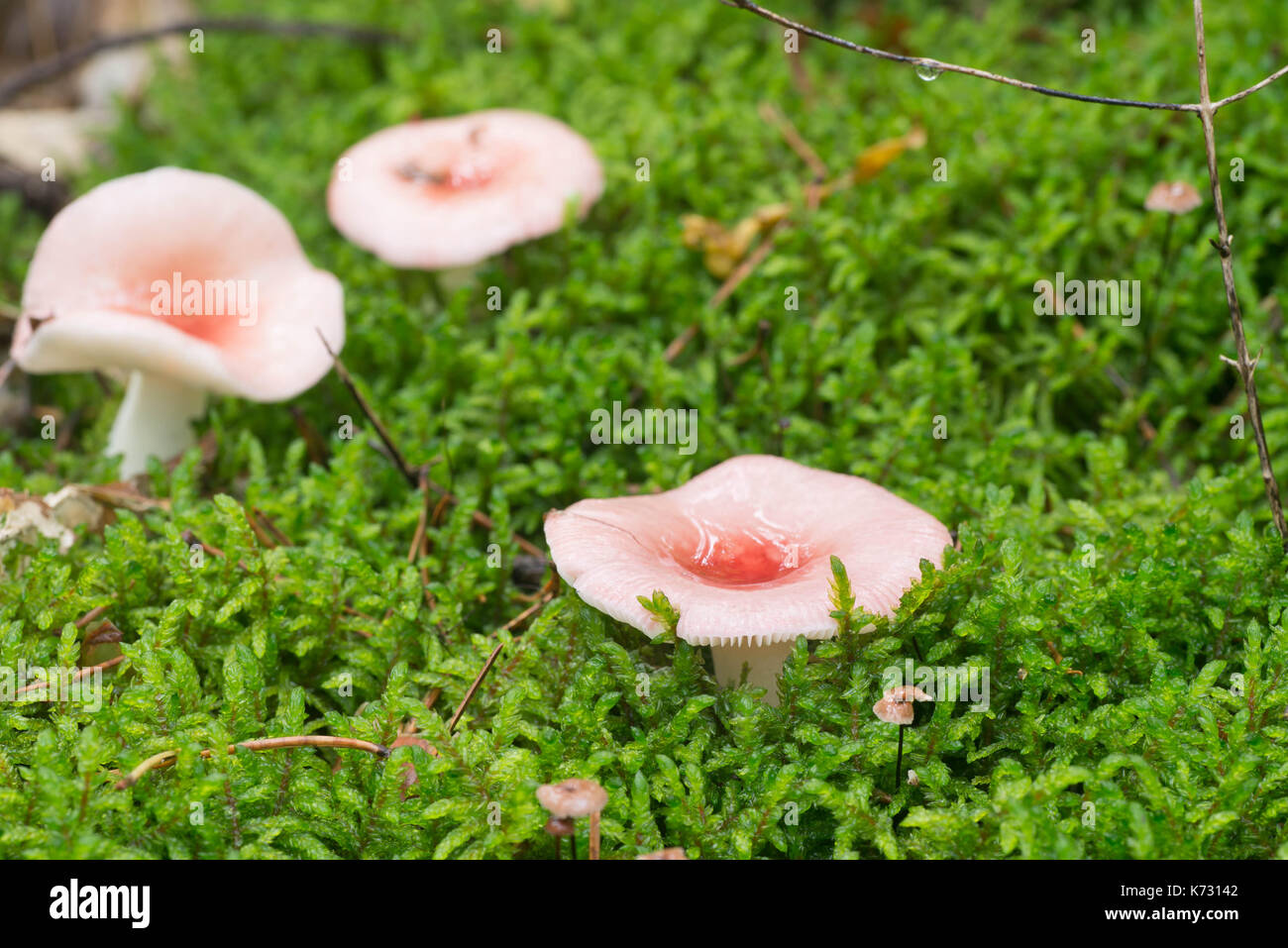 pink mushrooms russula betularum in moss closeup Stock Photo