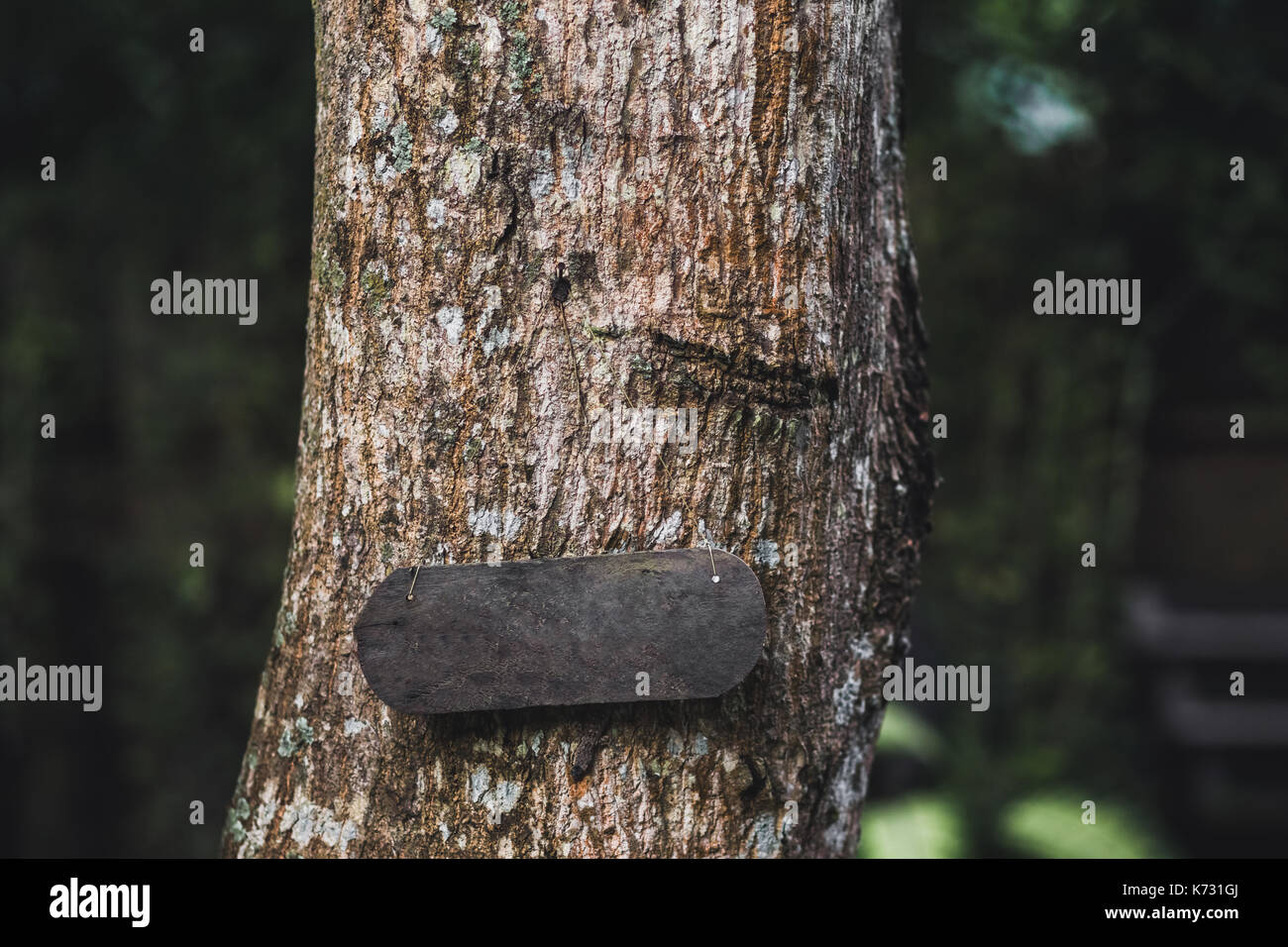 Empty wooden nameplate on tree. Vintage textured style and place for text, sign or logo. Eco and natural Stock Photo