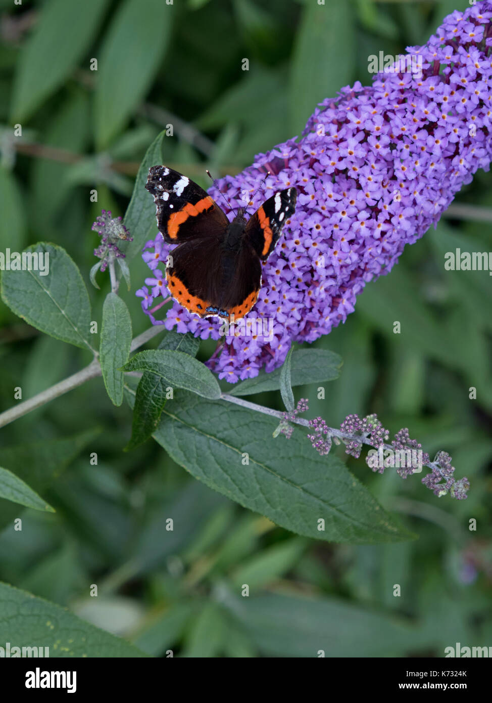 Red Admiral butterfly ( Vanessa atalanta ) perched on a buddleia flower  ( Buddleia davidii ) of the Loganiaceae family in an English country garden Stock Photo
