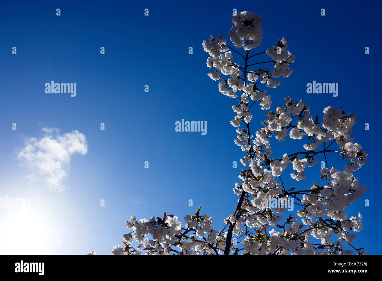 A cluster of newly flowering Cherry blossom photographed against a deep blue sky. Stock Photo
