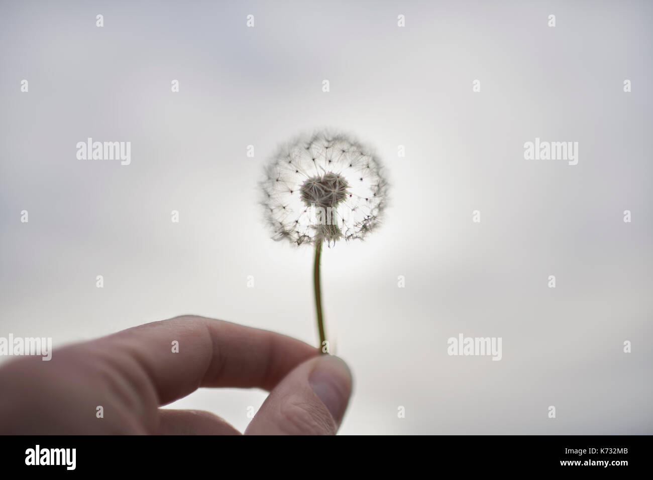 Hand holding a dandelion against a clear sky. Stock Photo