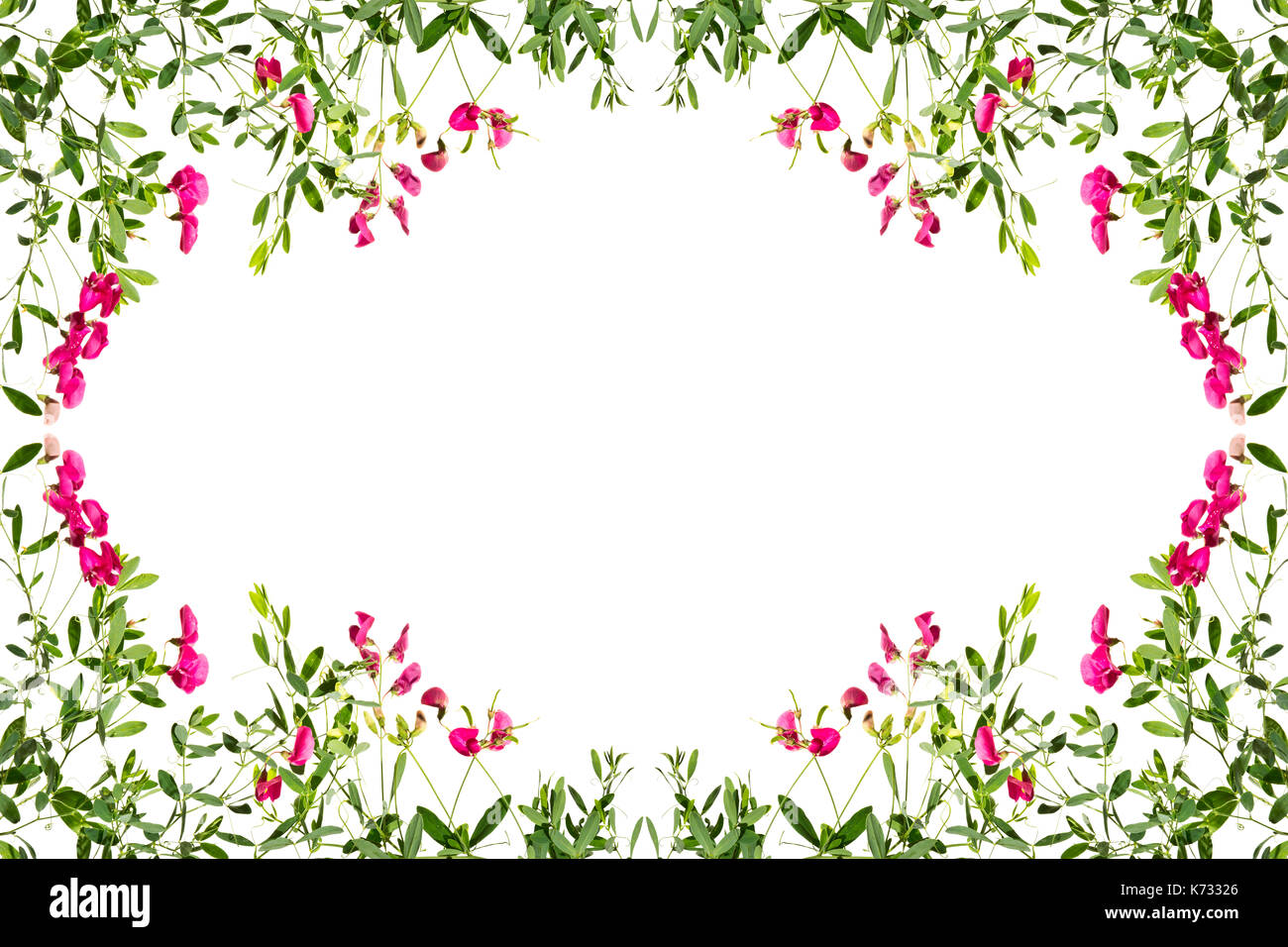 Frame with flowering pink pea shoots on a white background. Stock Photo