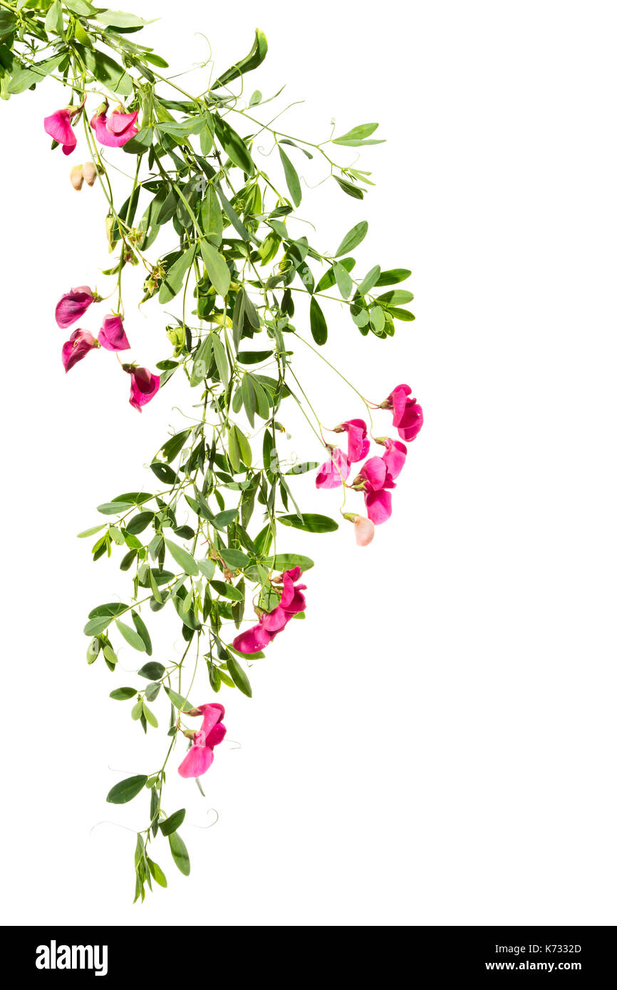 Several blooming shoots of pink pea. Shoots of flowering pink pea on a white background. Stock Photo