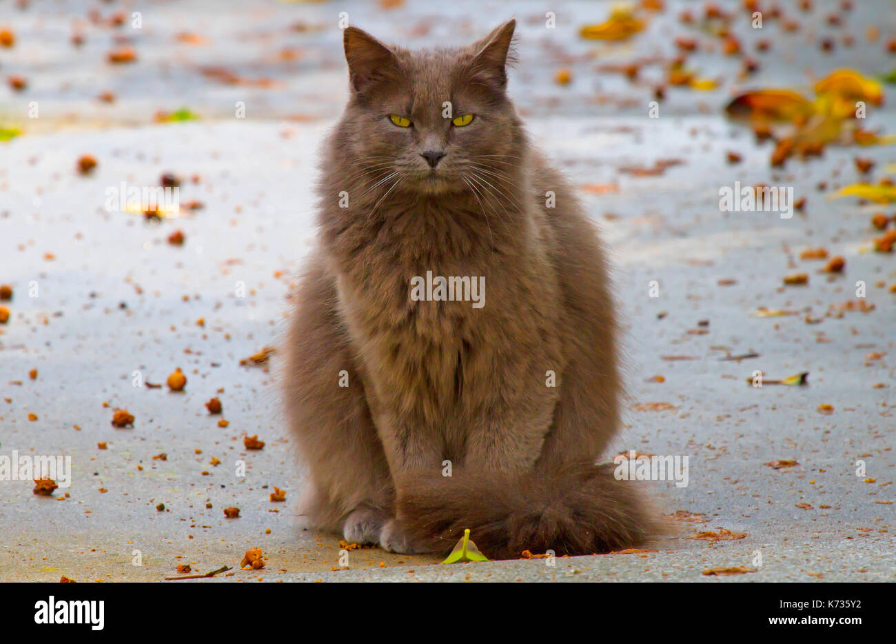 Fat Grey Cat Stock Photos Fat Grey Cat Stock Images Alamy
