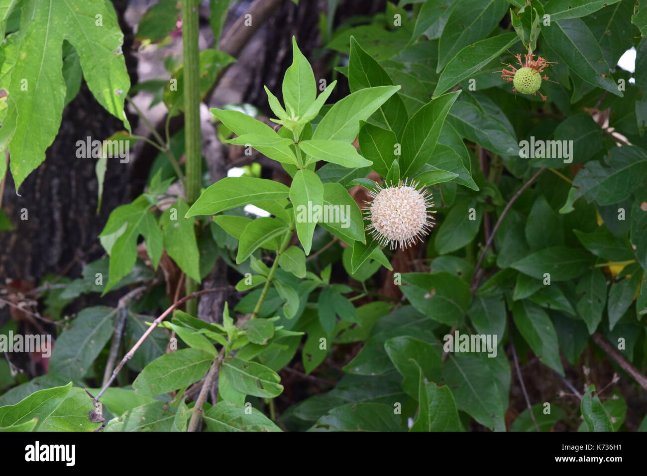 Plants photos hi-res stock photography and images - Alamy