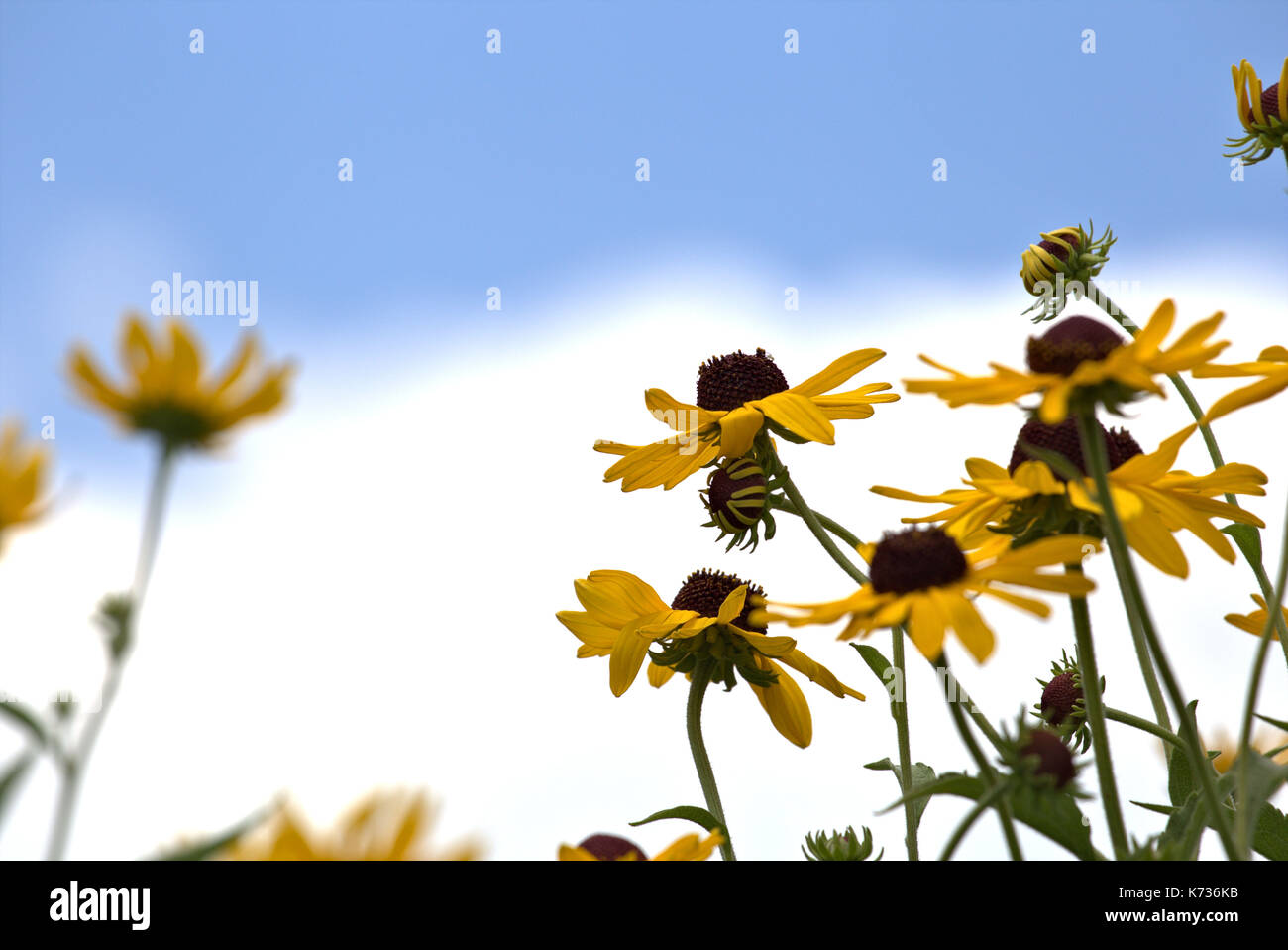 Wild flowers sky hi-res stock photography and images - Alamy