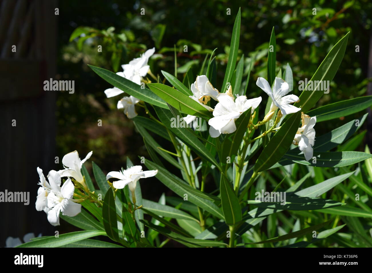 Plants photos hi-res stock photography and images - Alamy