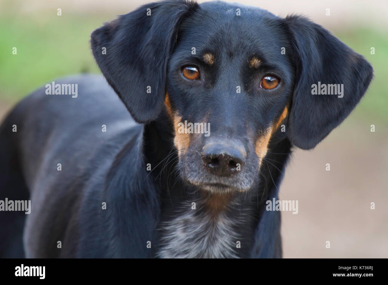 Spanish stray dog Stock Photo Alamy