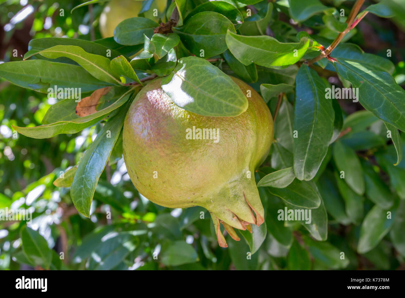 Pomegranate growing on a tree in Italy Stock Photo