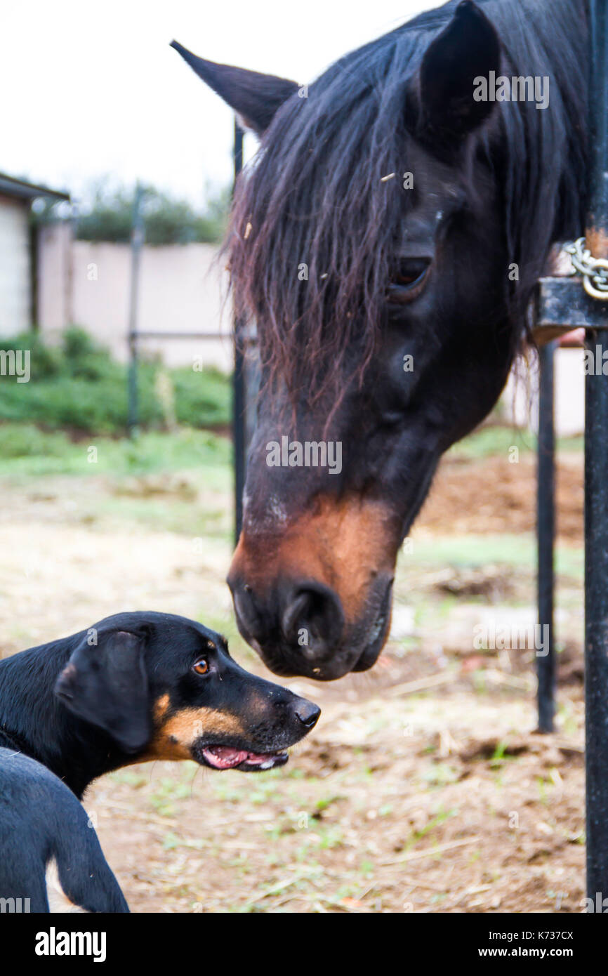 Animal Friend Stock Photo