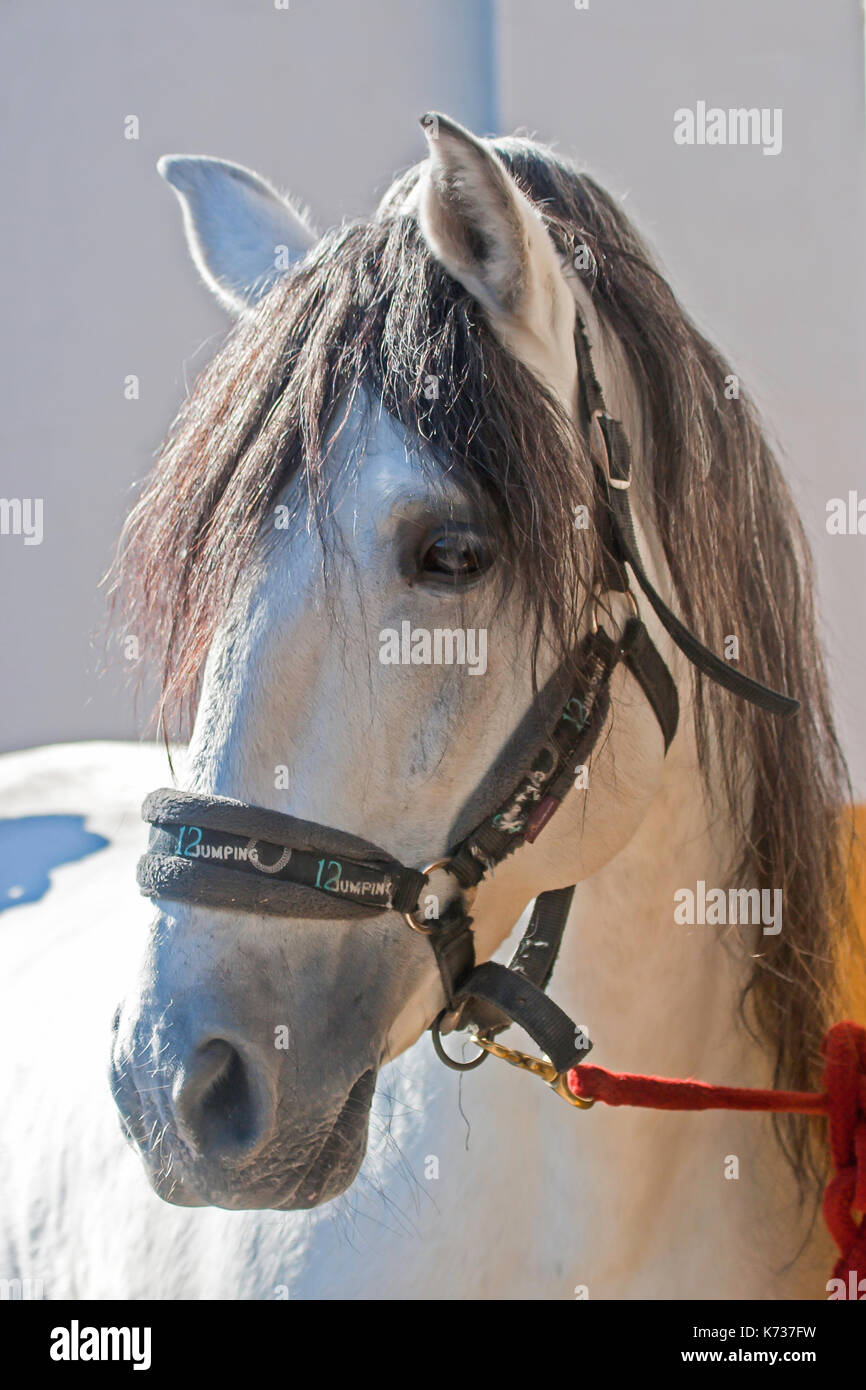 White andalusian horse hi-res stock photography and images - Alamy