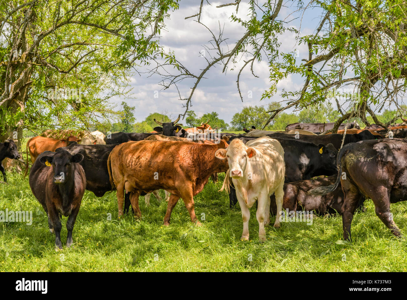 Black beef cattle hires stock photography and images Alamy