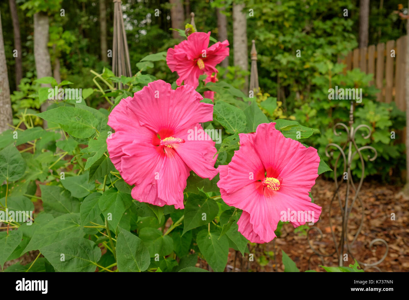 Giant pink hibiscus plant, or hibiscus moscheutos, flowering and growing in an Alabama garden, United States. Stock Photo