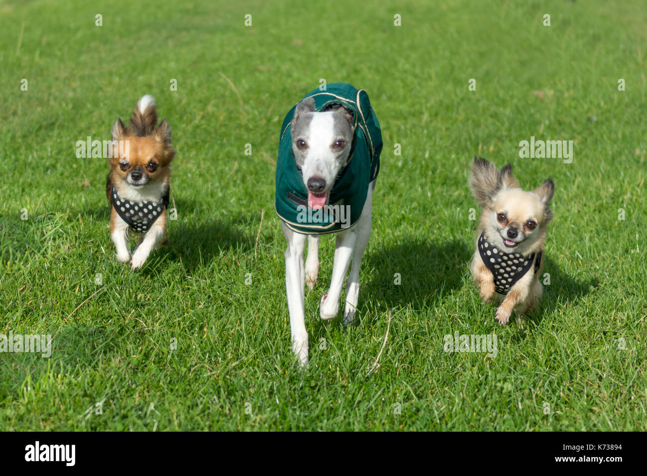 Purebred race hi-res stock photography and images - Alamy