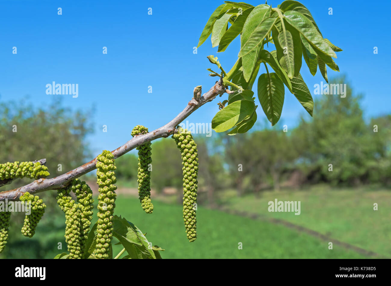 Male flower catkins walnut on a branch close-up in early spring Stock Photo