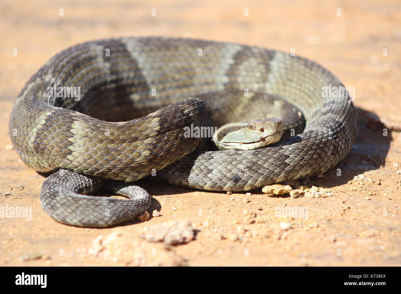 Native Brazilian snake Stock Photo