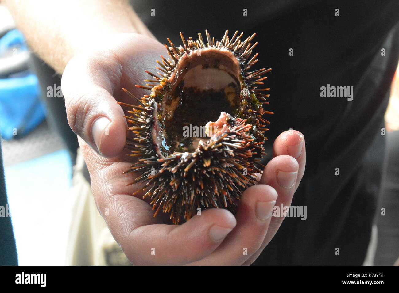 Sea Urchin at Bay of Islands Stock Photo