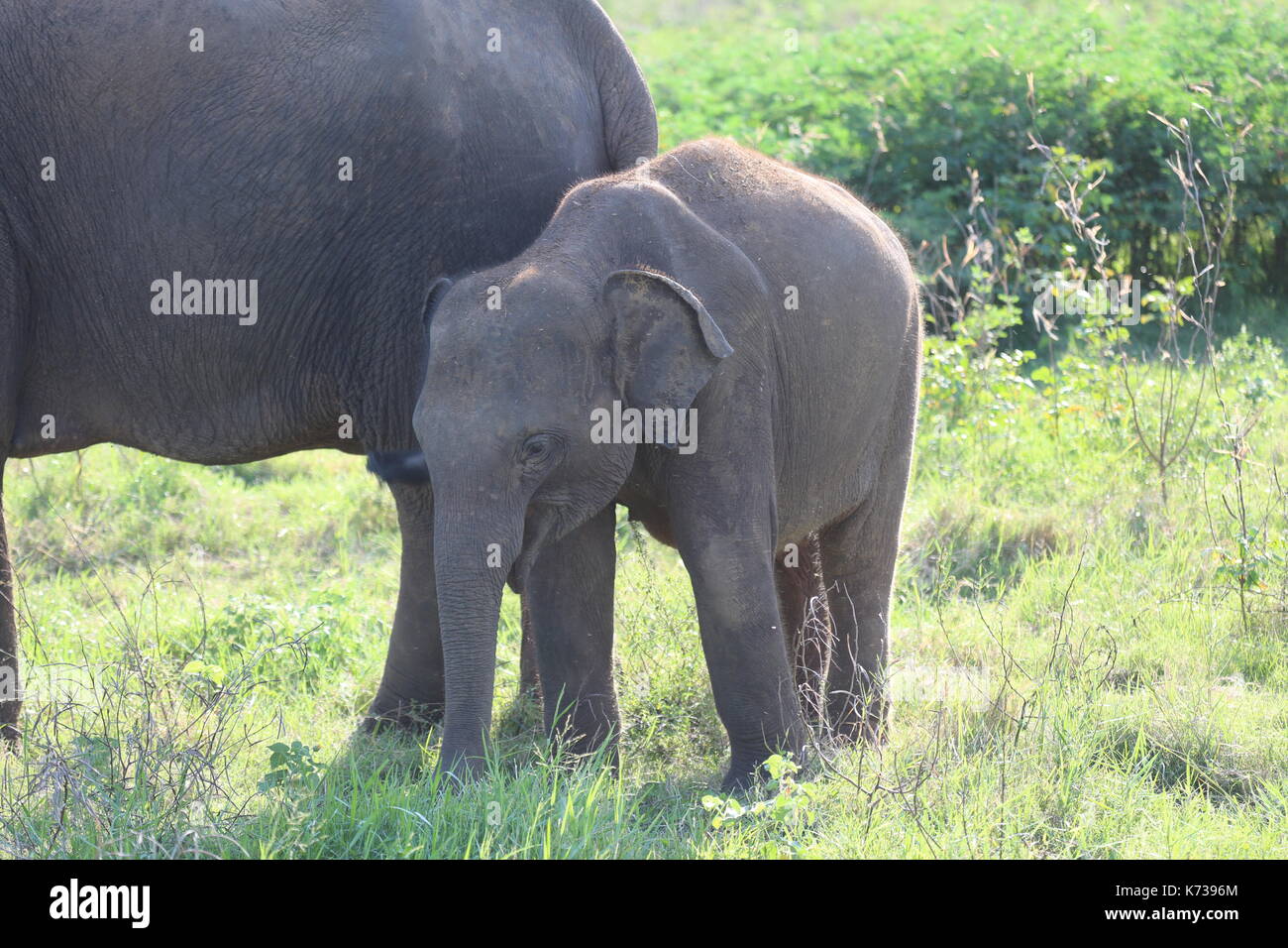Asian Elephant, Sri lanka, Asia, Kitigala Reserve Stock Photo